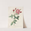 Rosa Indica. by Pierre Joseph Redouté