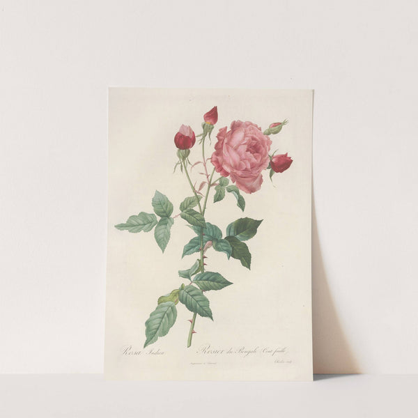 Rosa Indica. by Pierre Joseph Redouté