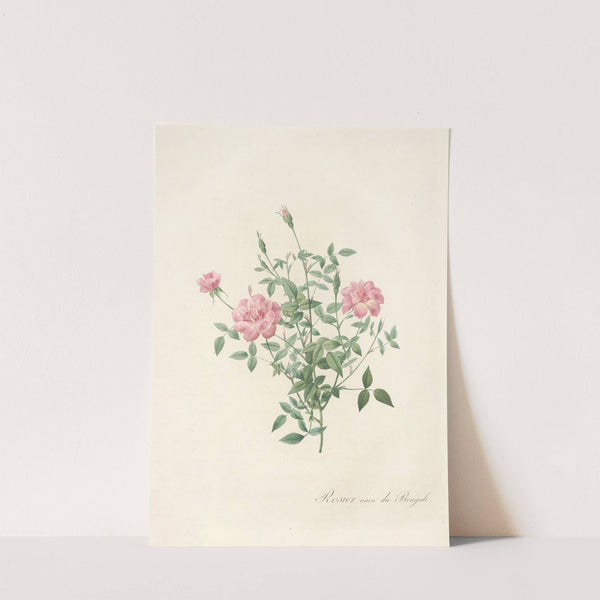 Rosa Indica Pumila by Pierre Joseph Redouté