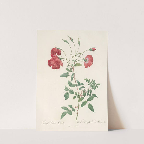 Rosa Indica Sertulata by Pierre Joseph Redouté