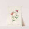 Rosa Indica Stelligera by Pierre Joseph Redouté