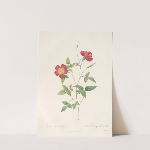 Rosa Indica Stelligera by Pierre Joseph Redouté