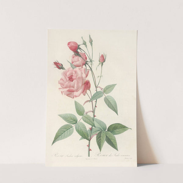 Rosa Indica Vulgaris (1817 - 1824) by Pierre Joseph Redouté