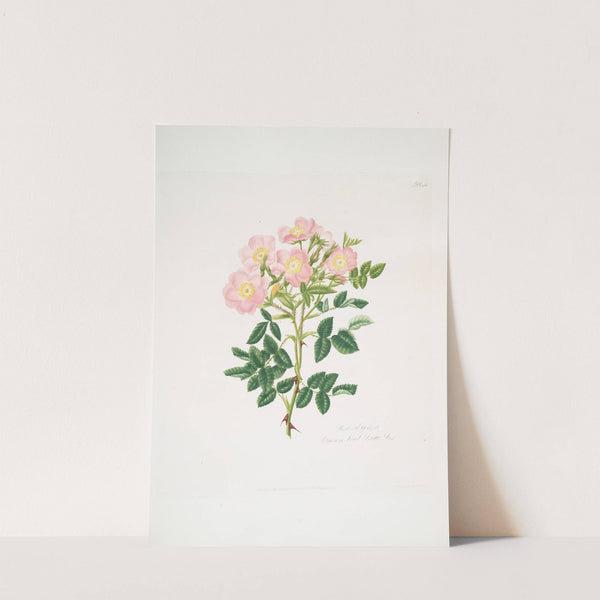 Rosa indigossa by Mary Lawrance