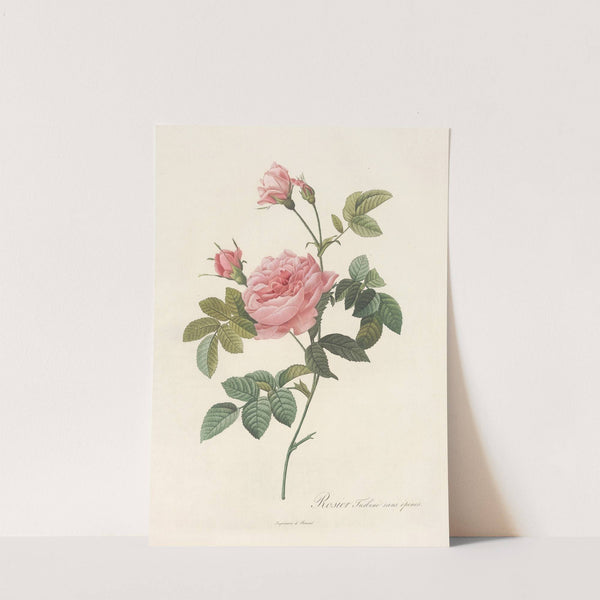Rosa Inermis by Pierre Joseph Redouté