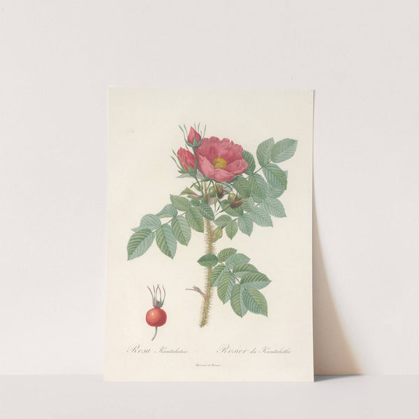Rosa Kamtschatica by Pierre Joseph Redouté
