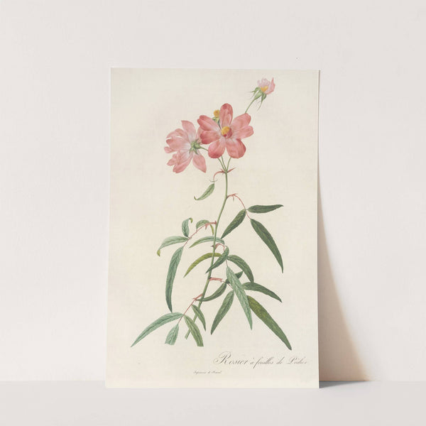 Rosa Longifolia by Pierre Joseph Redouté