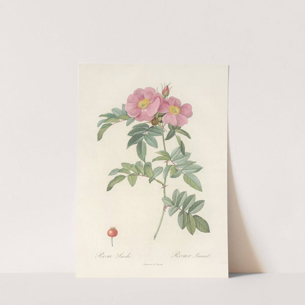 Rosa Lucida (1817 - 1824) by Pierre Joseph Redouté