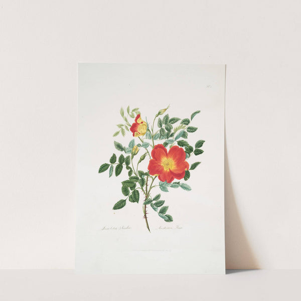 Rosa lutea-bicolor by Mary Lawrance