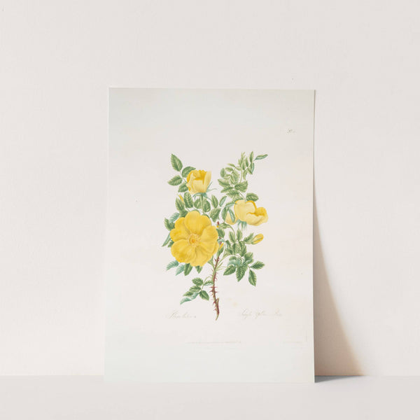 Rosa lutea by Mary Lawrance