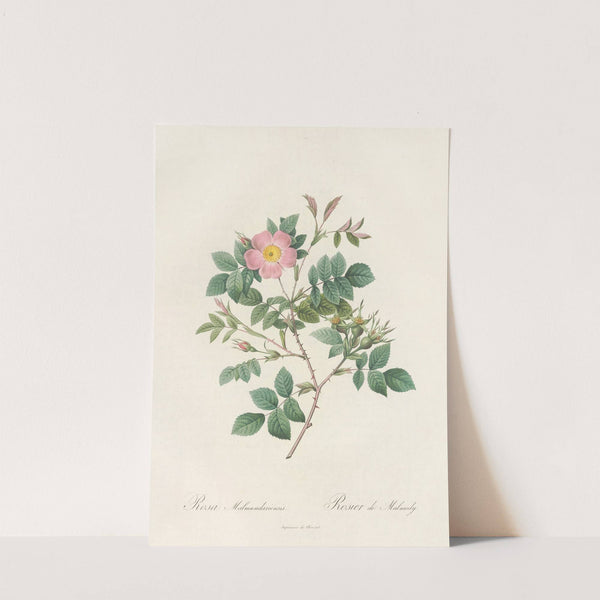 Rosa Malmundariensis by Pierre Joseph Redouté