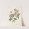 Rosa Mollissima Flore Submultiplici by Pierre Joseph Redouté
