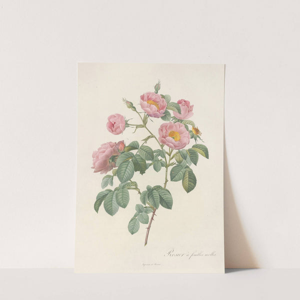 Rosa Mollissima Flore Submultiplici by Pierre Joseph Redouté
