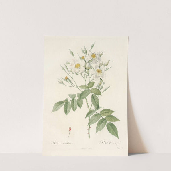 Rosa Moschata by Pierre Joseph Redouté