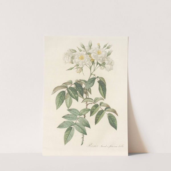 Rosa Moschata Flore Semi-Pleno by Pierre Joseph Redouté