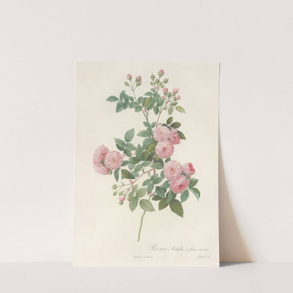 Rosa Multiflora Carnea by Pierre Joseph Redouté