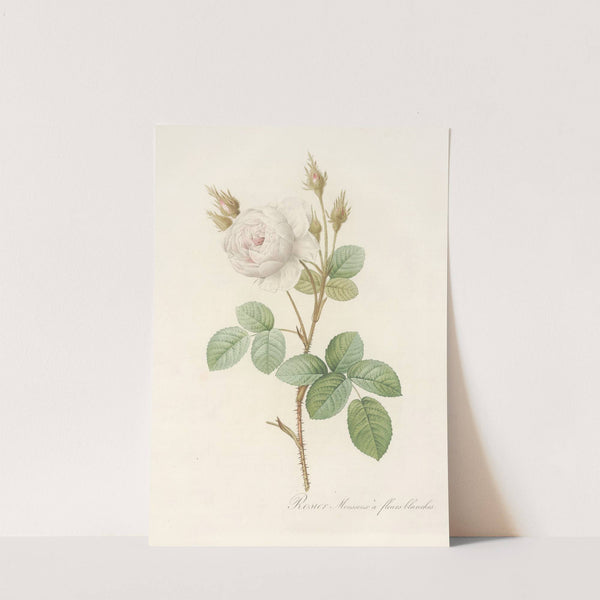 Rosa Muscosa Alba by Pierre Joseph Redouté