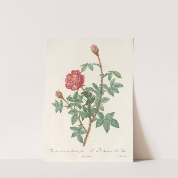 Rosa Muscosa Anemone-Flora by Pierre Joseph Redouté
