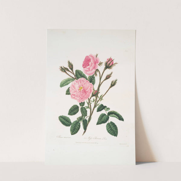 Rosa muscosa by Mary Lawrance