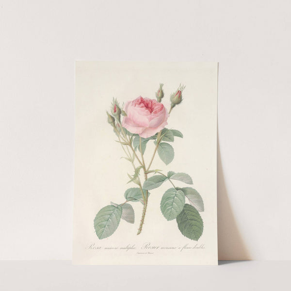 Rosa Muscosa Multiplex by Pierre Joseph Redouté
