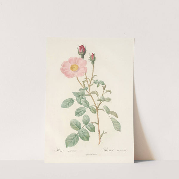 Rosa Muscosa 'Simplex' by Pierre Joseph Redouté