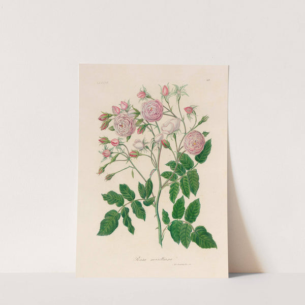 Rosa noisettiana (1818-1824) by Gaetano Savi