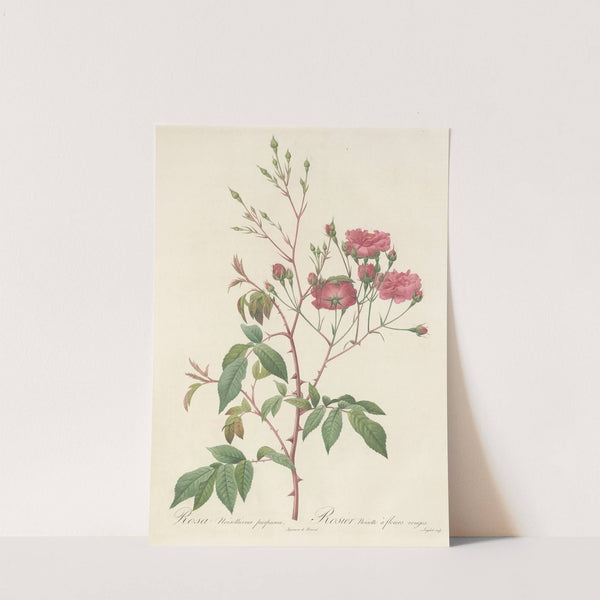Rosa Noisettiana Purpurea by Pierre Joseph Redouté