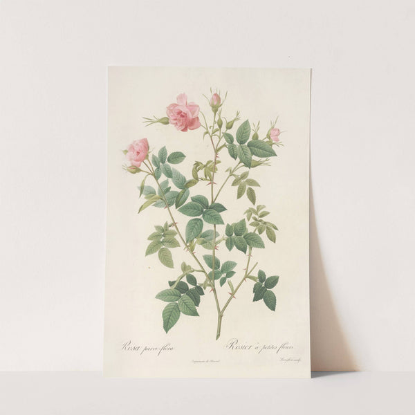 Rosa Parvi-Flora (Var. Flore Multiplici) by Pierre Joseph Redouté