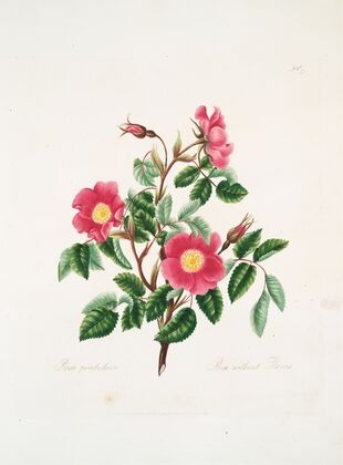 Rosa pendulina