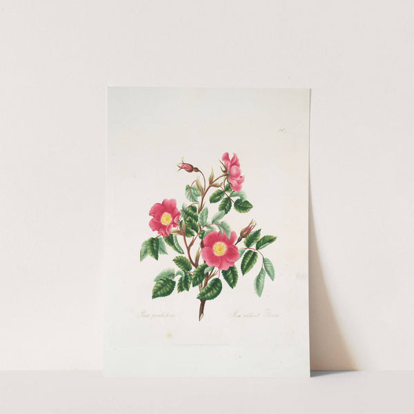 Rosa pendulina by Mary Lawrance