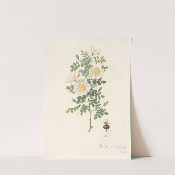 Rosa Pimpinellifolia Mariaeburgensis by Pierre Joseph Redouté