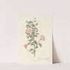 Rosa Pimpinellifolia Rubra by Pierre Joseph Redouté