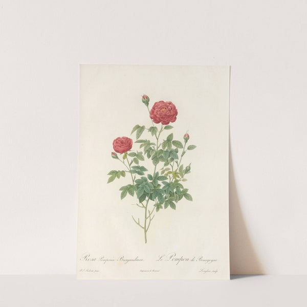 Rosa Pomponia Burgundiaca by Pierre Joseph Redouté