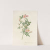 Rosa Pomponia Flore Subsimplici by Pierre Joseph Redouté