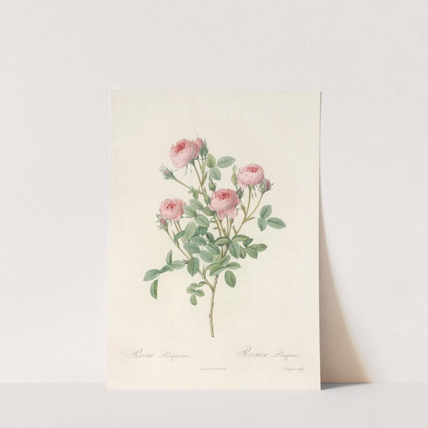 Rosa Pomponia by Pierre Joseph Redouté