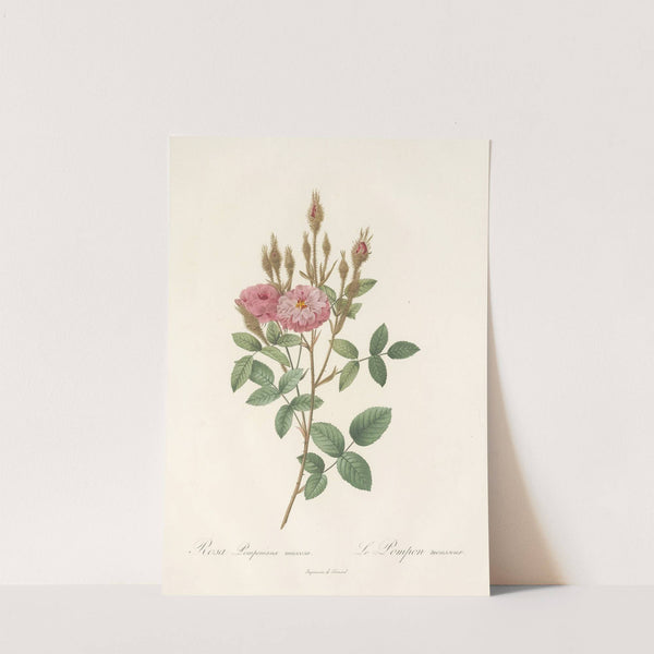 Rosa Pomponiana Muscosa by Pierre Joseph Redouté