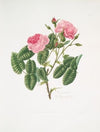 Rosa provincialis4
