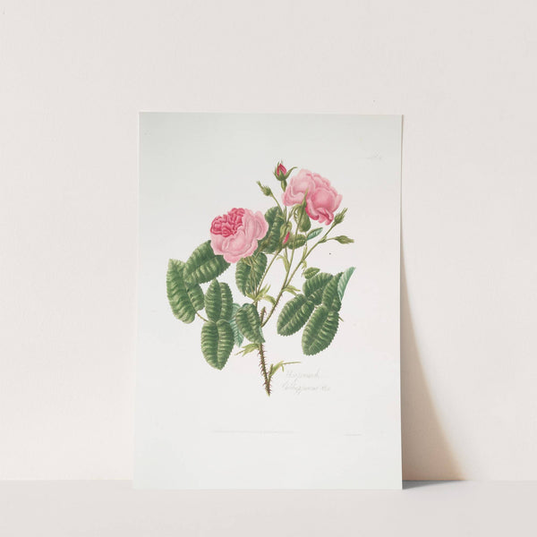 Rosa provincialis4 by Mary Lawrance