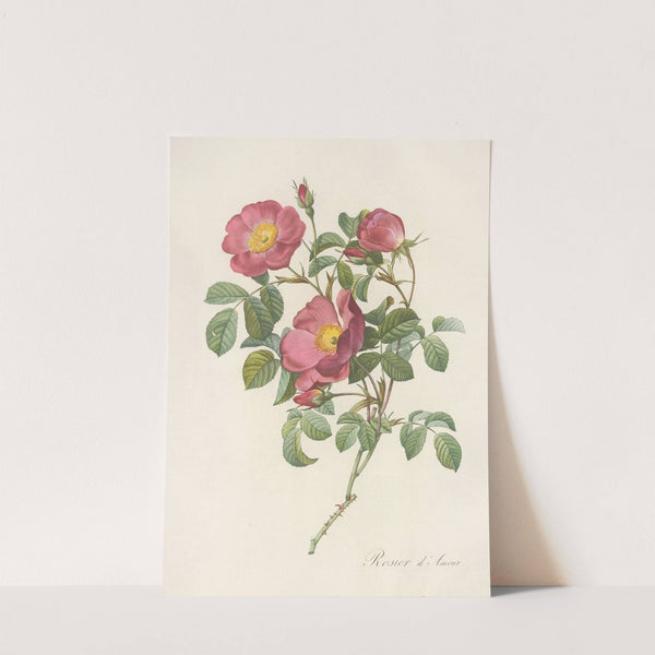 Rosa Pumila by Pierre Joseph Redouté