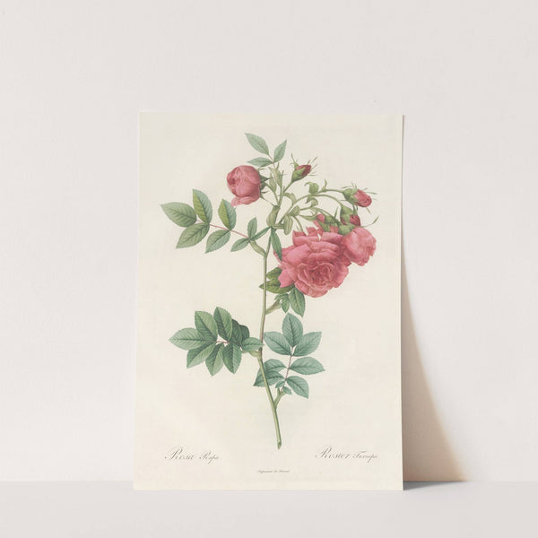 Rosa Rapa by Pierre Joseph Redouté