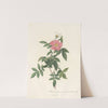 Rosa Reclinata Flore Simplici by Pierre Joseph Redouté