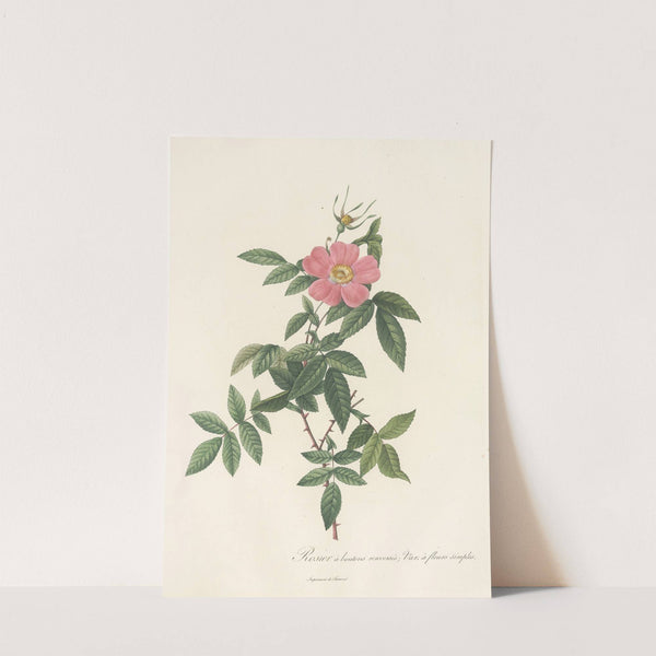 Rosa Reclinata Flore Simplici by Pierre Joseph Redouté