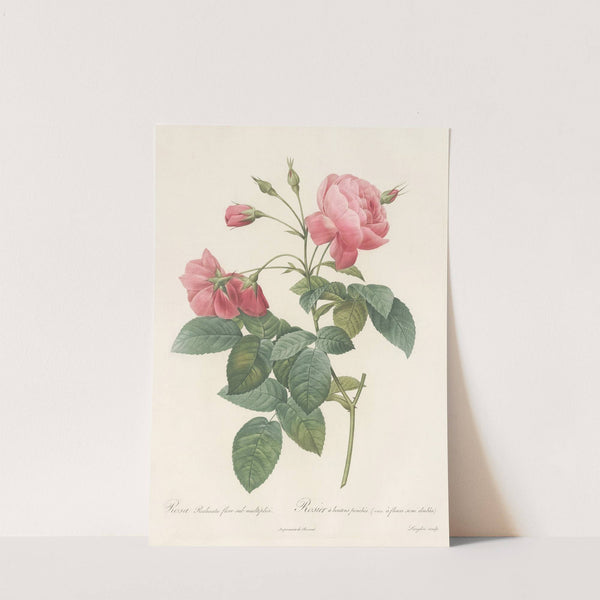 Rosa Reclinata Flore Sub Multiplici by Pierre Joseph Redouté