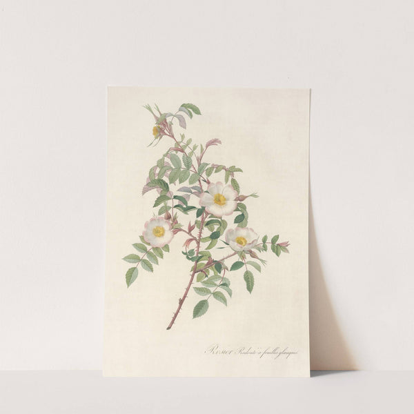 Rosa Redutea Glauca by Pierre Joseph Redouté