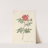 Rosa Redutea Rubescens by Pierre Joseph Redouté