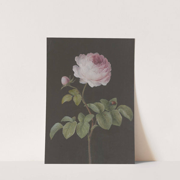 Rosa Rose (Rosa) mit einem braunen Käfer by Barbara Regina Dietzsch