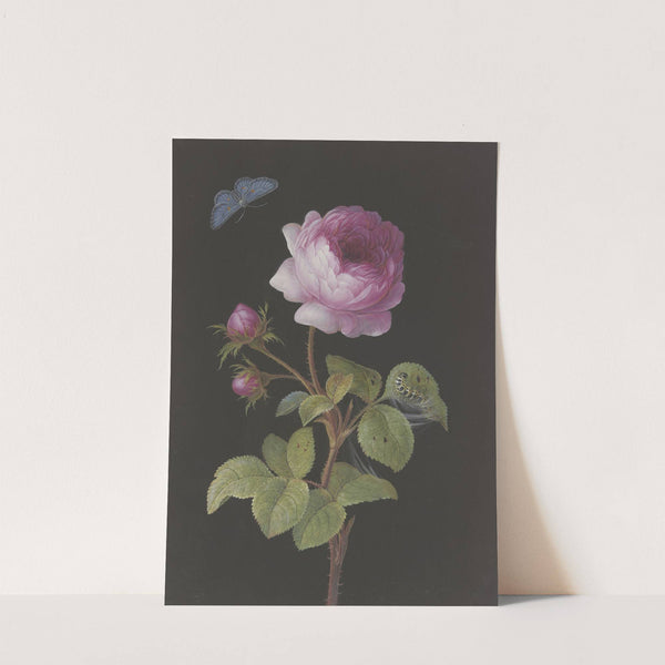 Rosa Rose (Rosa) mit sich einspinnender Raupe und Bläuling by Elisabeth Christina Matthes