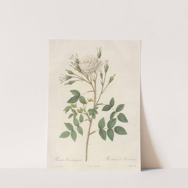 Rosa Rosenbergiana (1817 - 1824) by Pierre Joseph Redouté