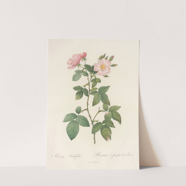 Rosa Rubifolia (1817 - 1824) by Pierre Joseph Redouté