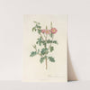 Rosa Rubiginosa Aculeatissima by Pierre Joseph Redouté
